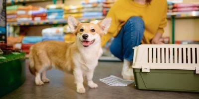 Portrait of cute corgi dog over pet shop indoor interior. Woman puppy owner choosing carrier for her lovely animal